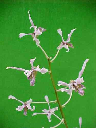 Dendrobium lineale